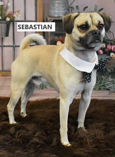 Enlarge Sabastian, a Adopted Pug in Queen Creek, AZ image 1/3