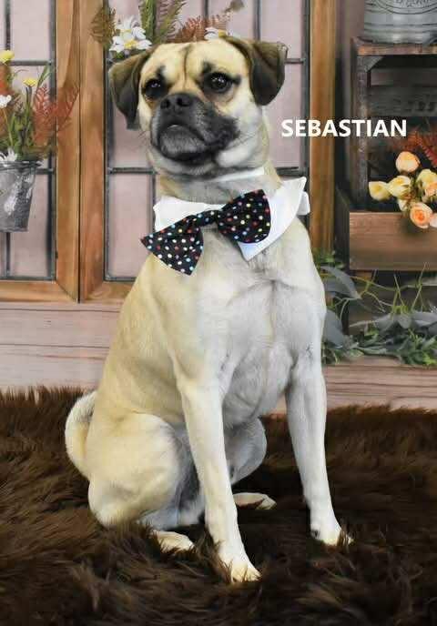 Enlarge Sabastian, a Adopted Pug in Queen Creek, AZ image 2/3