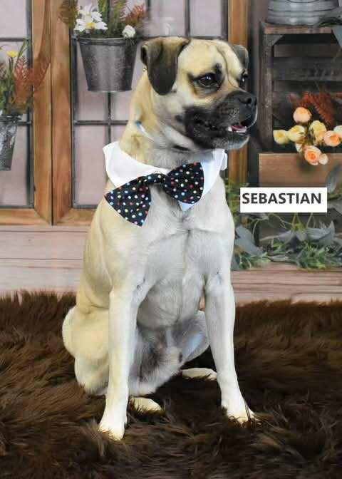 Enlarge Sabastian, a Adopted Pug in Queen Creek, AZ image 3/3