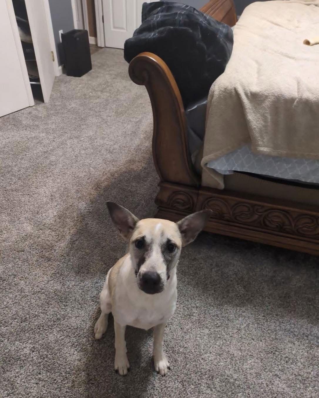 Misti, a Adoptable Terrier in Ball Ground, GA image 2/3