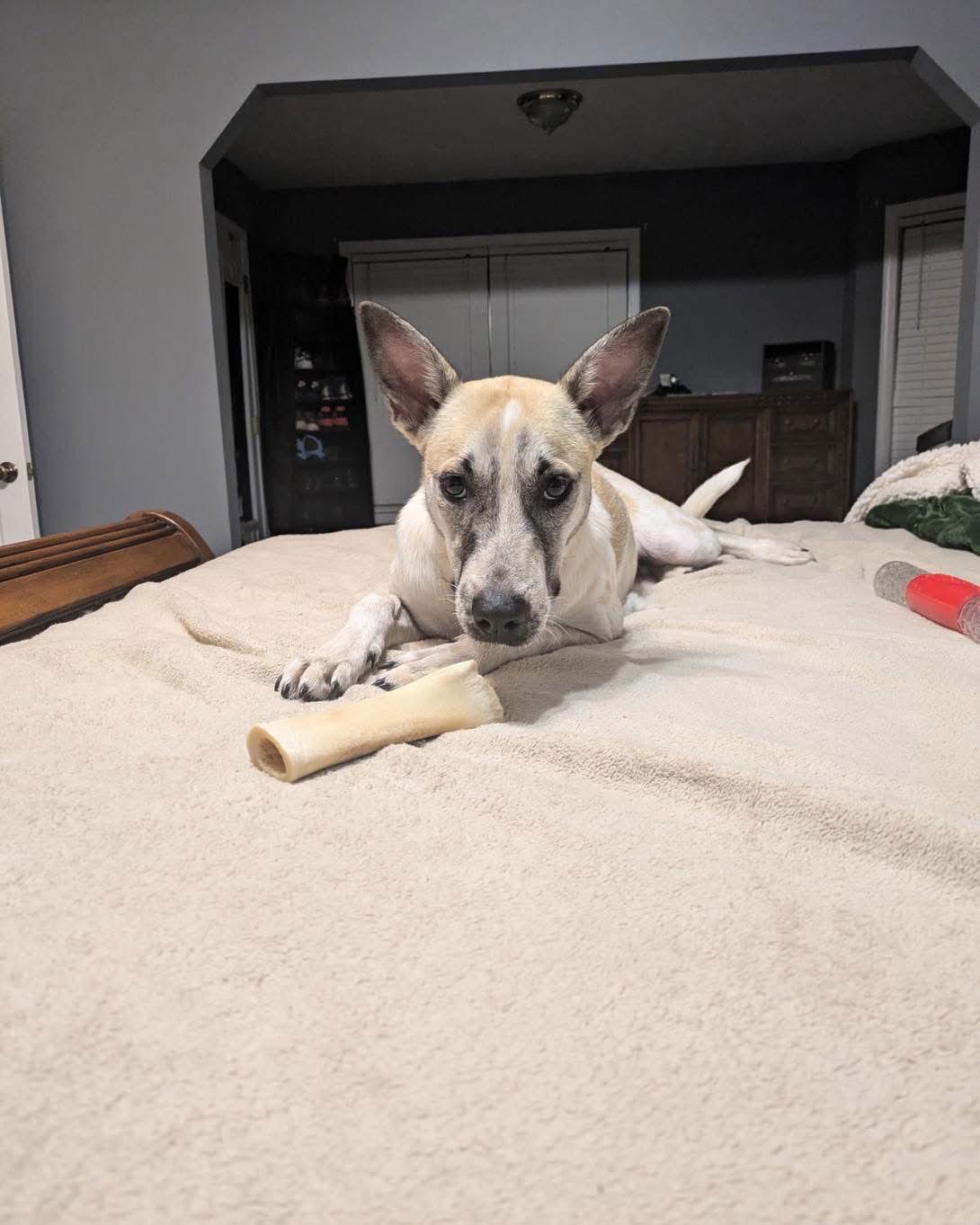 Misti, a Adoptable Terrier in Ball Ground, GA image 3/3