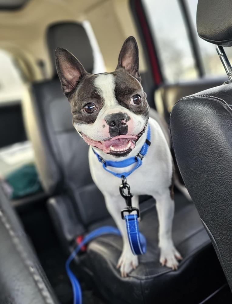 Malone, a Adoptable Boston Terrier in Saginaw, MI image 1/5