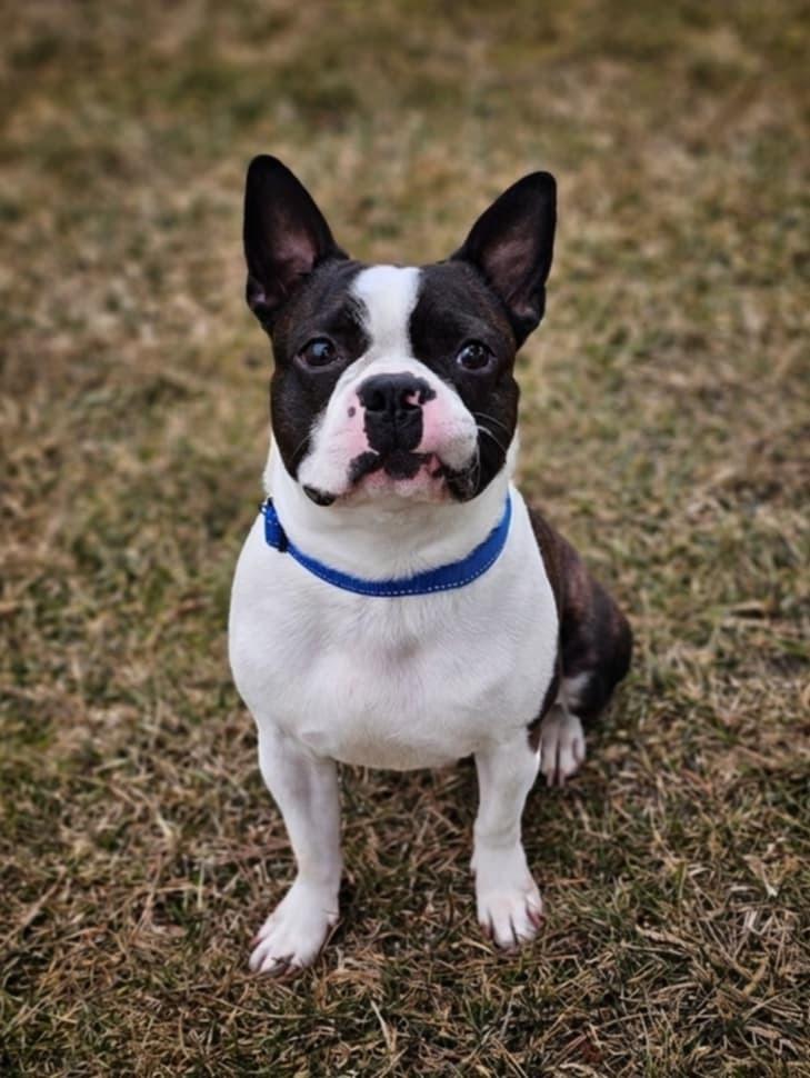 Malone, a Adoptable Boston Terrier in Saginaw, MI image 2/5