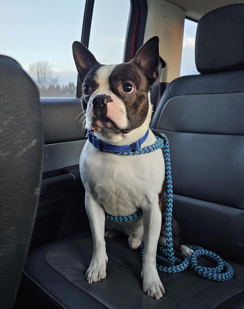 Malone, a Adoptable Boston Terrier in Saginaw, MI image 3/5