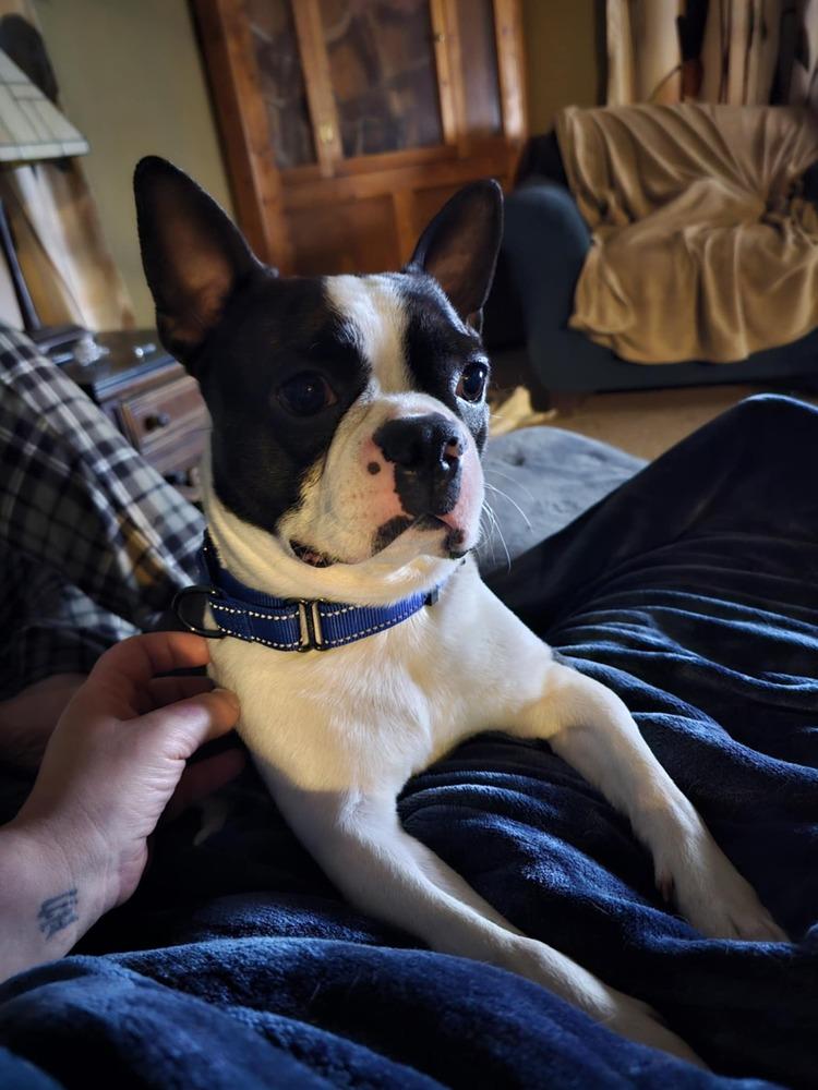Malone, a Adoptable Boston Terrier in Saginaw, MI image 5/5