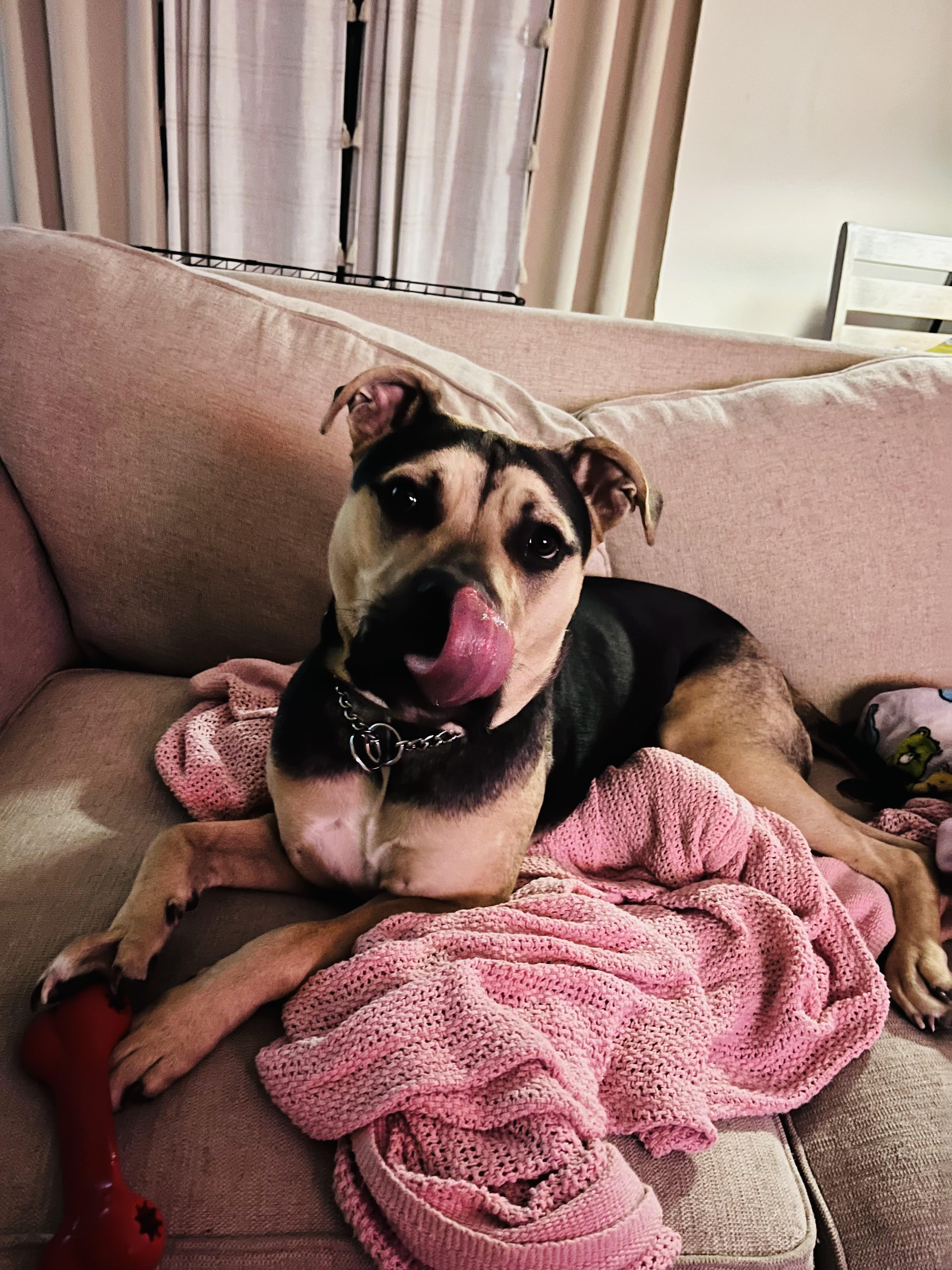Frank (super friendly young dog), a ADOPTABLE mixed breed in Deland, FL image 2/4