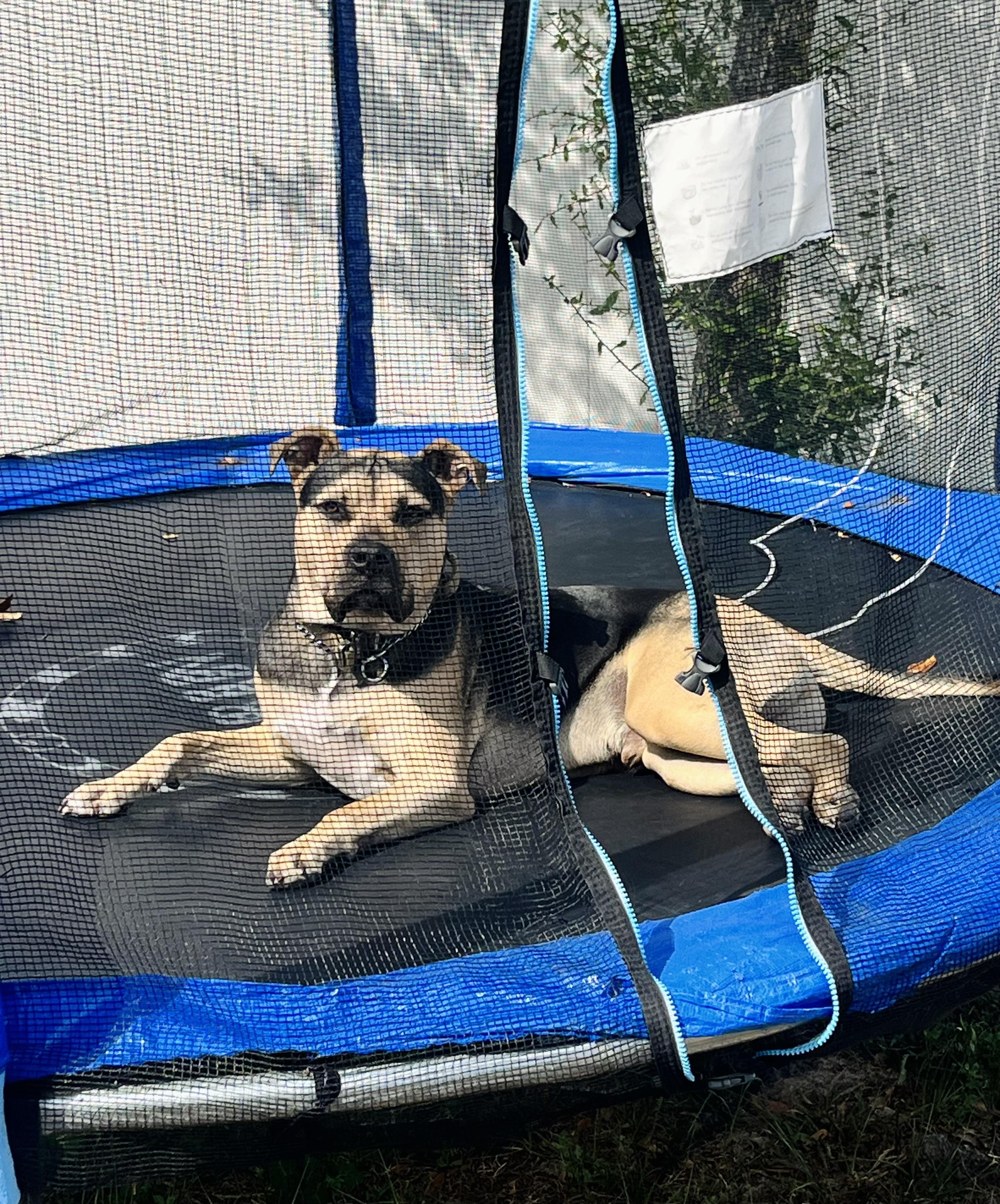 Frank (super friendly young dog), a ADOPTABLE mixed breed in Deland, FL image 3/4