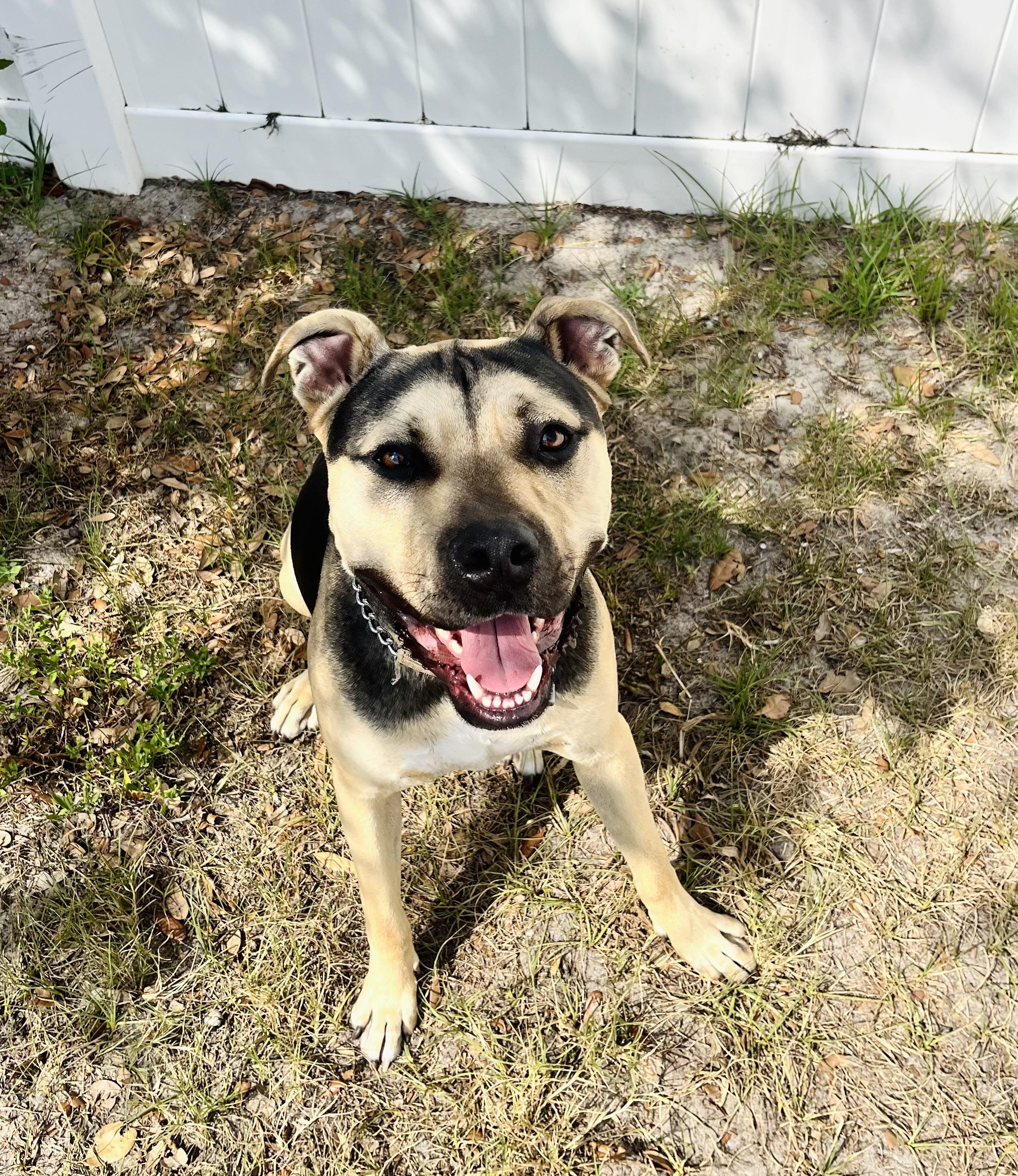 Frank (super friendly young dog), ADOPTABLE, Young Male Cane Corso & Pit Bull Terrier.
