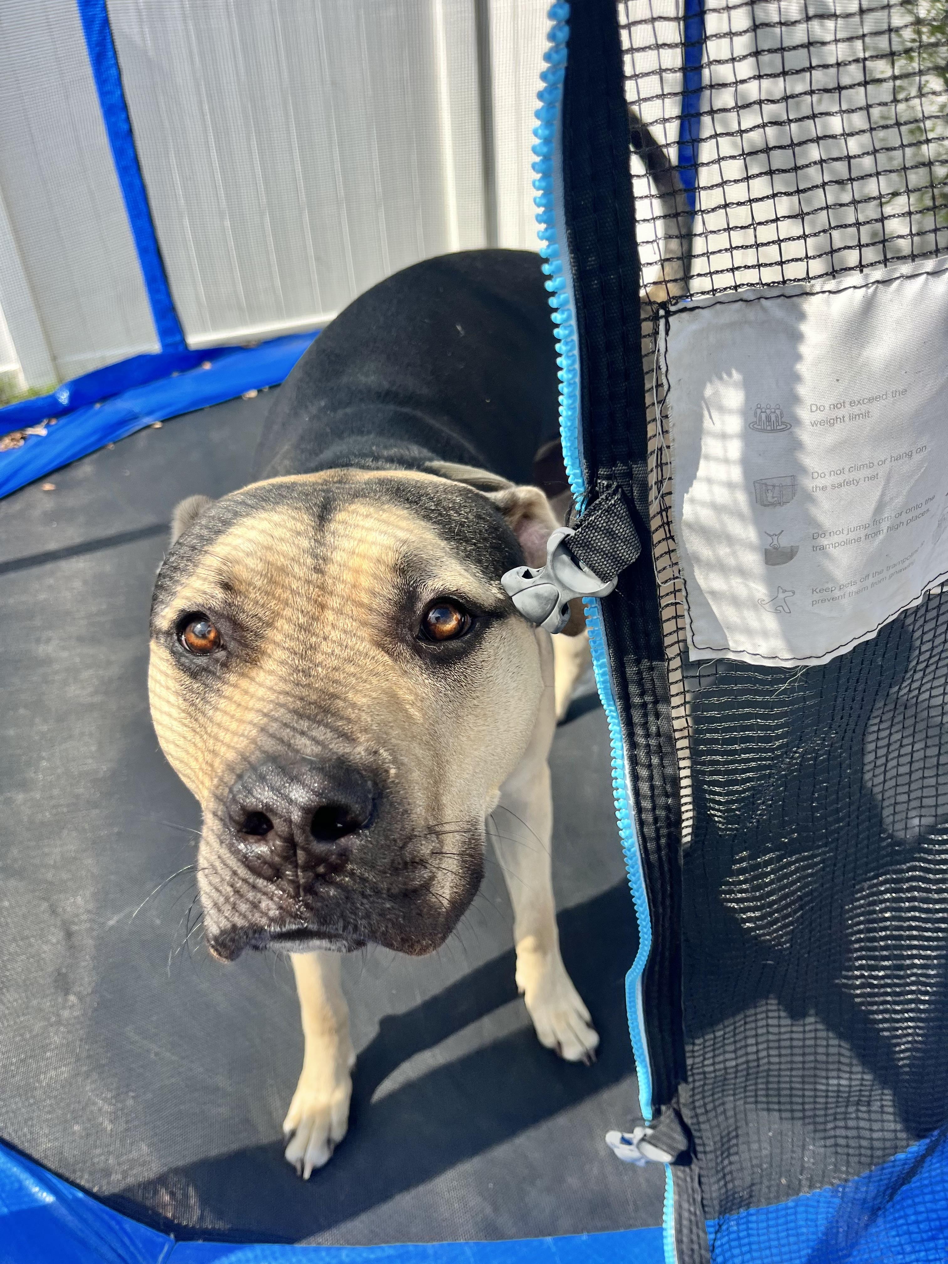 Frank (super friendly young dog), a ADOPTABLE mixed breed in Deland, FL image 4/4