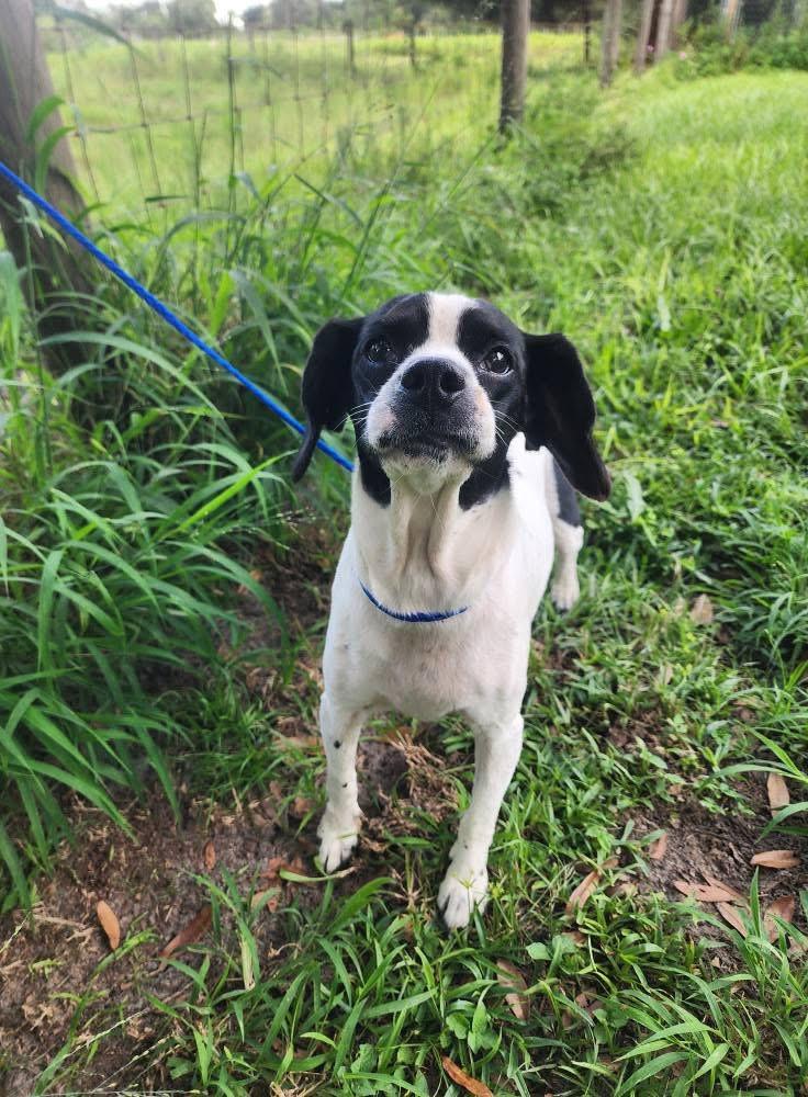 Toasty, adopted, Adult Female Beagle.