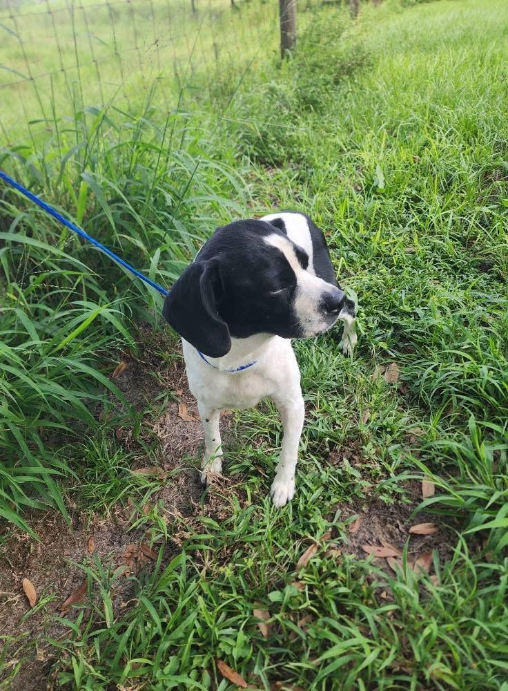 Toasty, an adopted mixed breed in Lorida, FL image 2/2