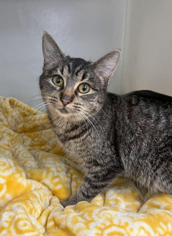 Rachelle, Adoptable, Adult Female Domestic Short Hair.