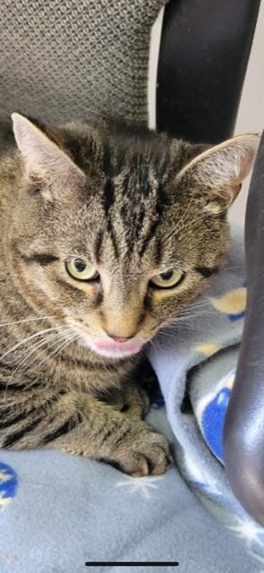 Enlarge LOAF! Declaw (BONDED WITH STALEY), a Adoptable mixed breed in Owensboro, KY image 2/6