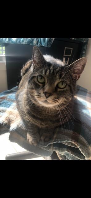 Enlarge LOAF! Declaw (BONDED WITH STALEY), a Adoptable mixed breed in Owensboro, KY image 3/6