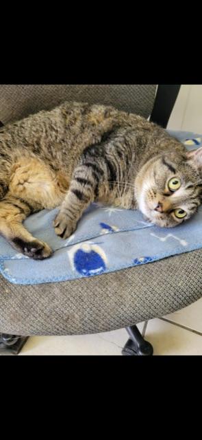 LOAF! Declaw (BONDED WITH STALEY)