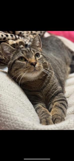 Enlarge LOAF! Declaw (BONDED WITH STALEY), a Adoptable mixed breed in Owensboro, KY image 5/6