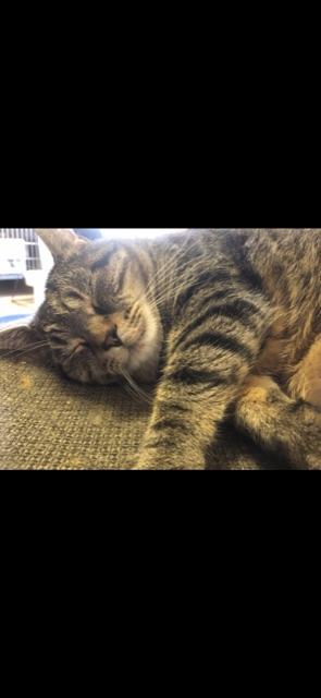 LOAF! Declaw (BONDED WITH STALEY) — thumbnail 6