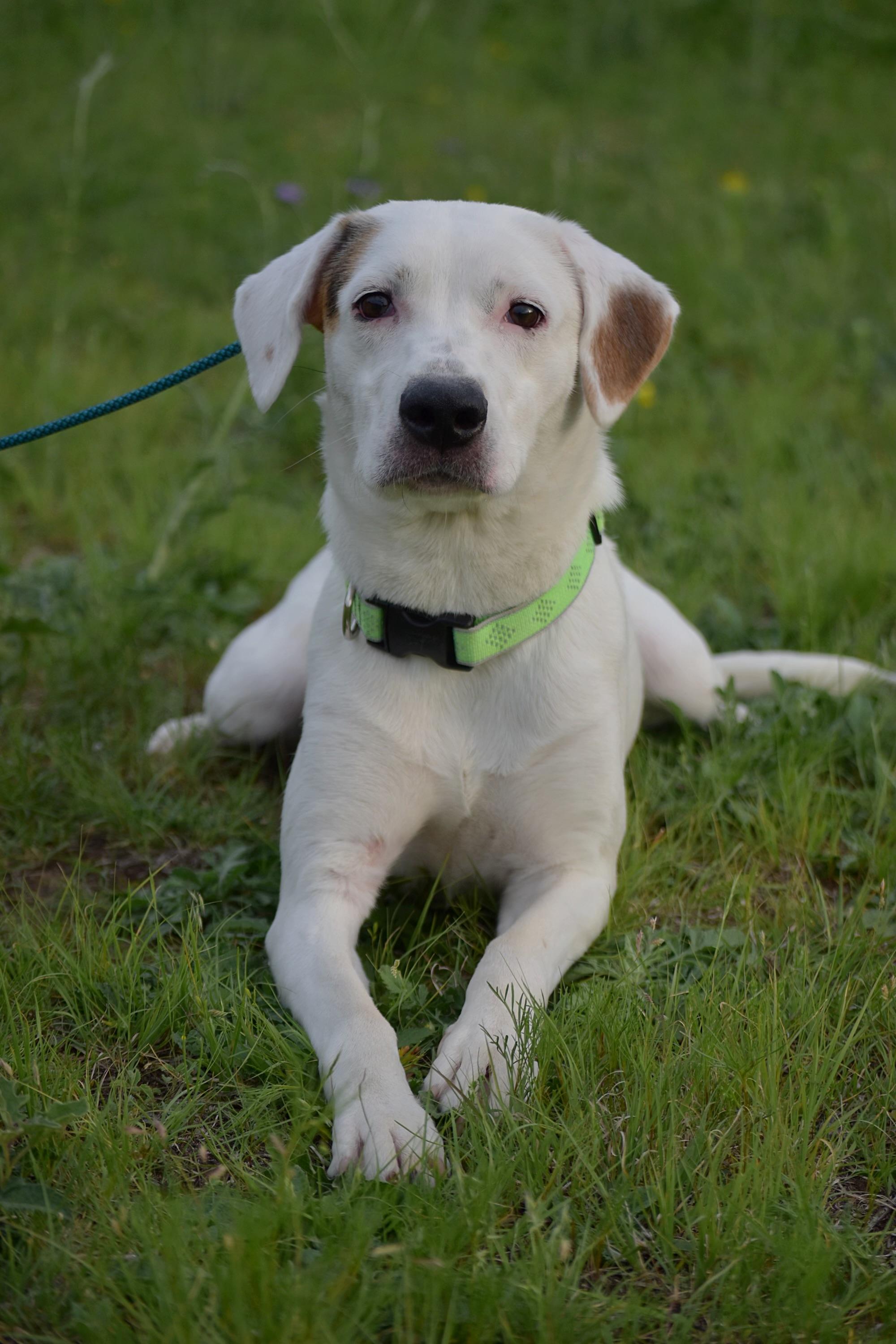 Lily GDP, Adoptable, Young Female Cattle Dog.