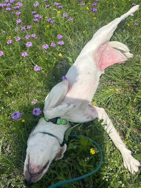 Lily GDP, a Adoptable Cattle Dog in Denton, TX image 2/3