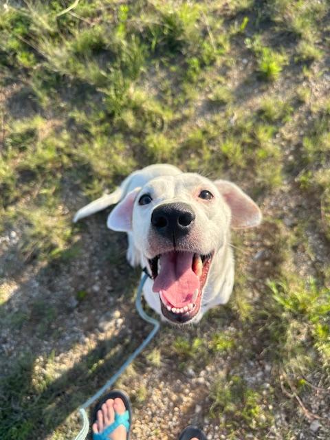 Lily GDP, a Adoptable Cattle Dog in Denton, TX image 3/3