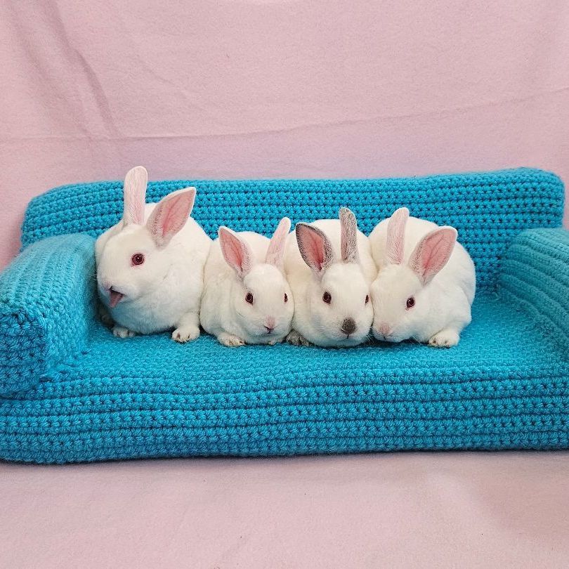 Sienna, a Adoptable mixed breed in Wilkes-Barre, PA image 3/5