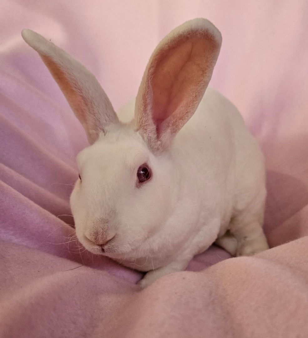 Sienna, a Adoptable mixed breed in Wilkes-Barre, PA image 4/5