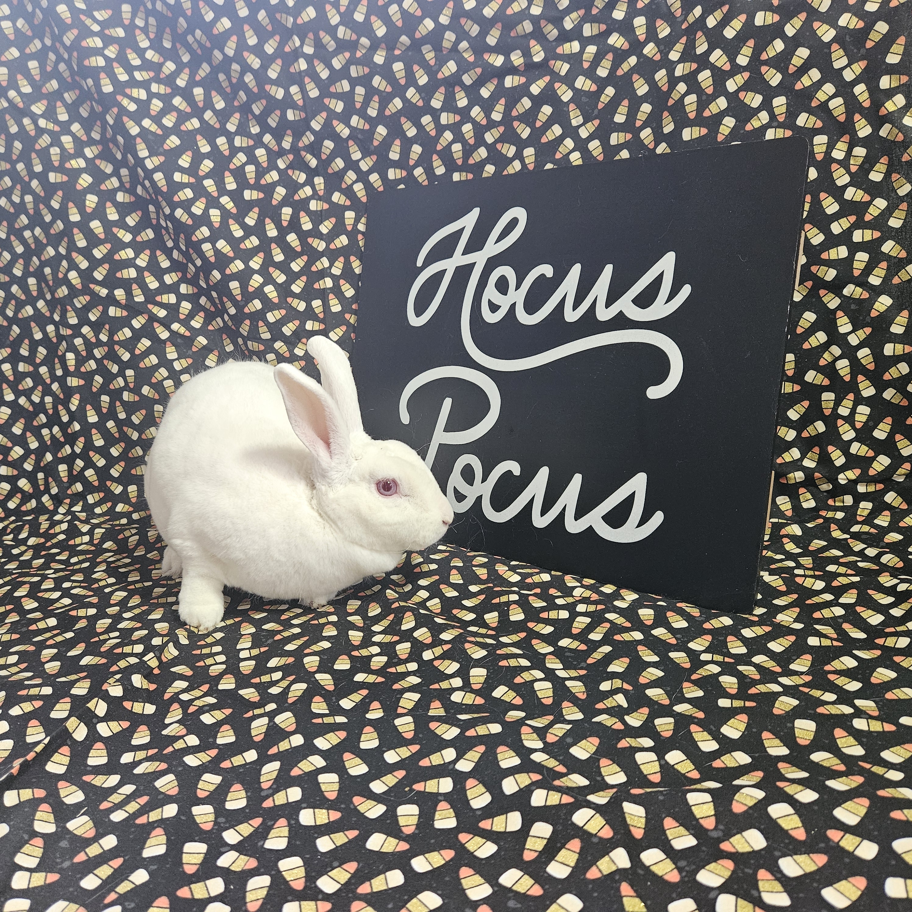 Sienna, Adoptable, Young Female Rex & Mini Rex.