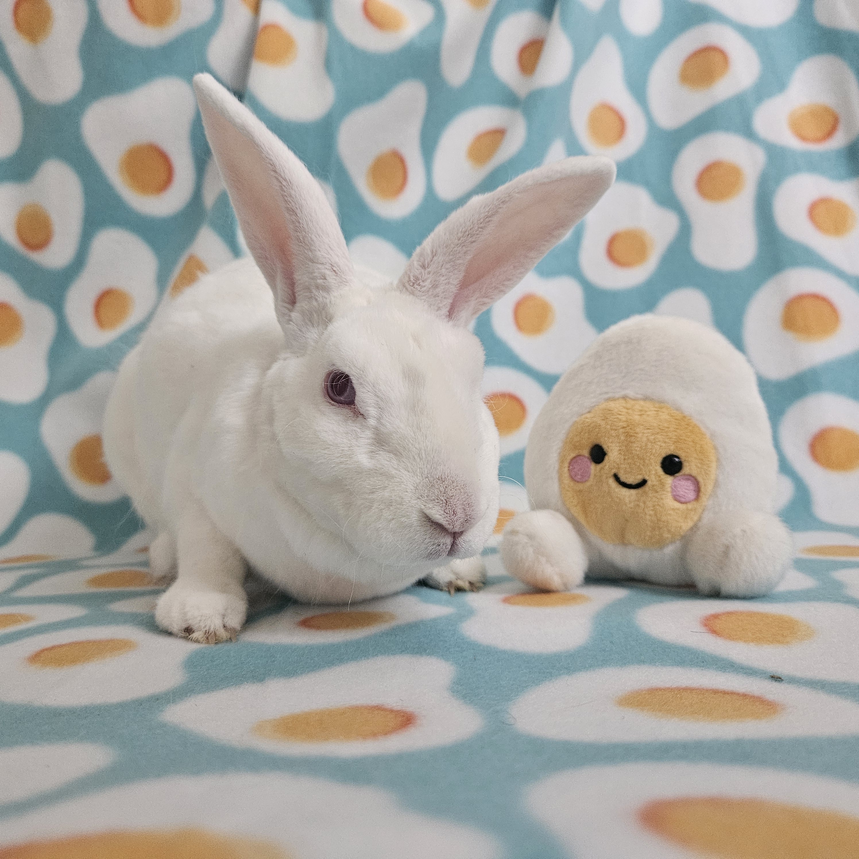 Sienna, a Adoptable mixed breed in Wilkes-Barre, PA image 2/5