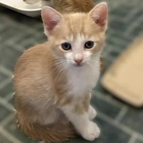 Peaches, Adoptable, Kitten Female Domestic Short Hair.
