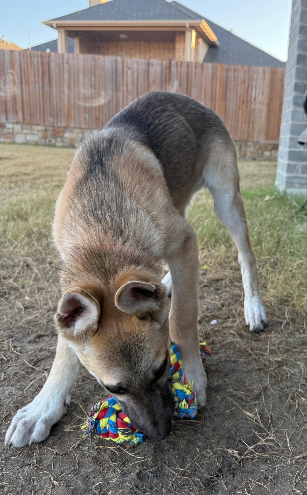 Enlarge Christmas, a ADOPTABLE German Shepherd Dog in Dallas, TX image 5/6