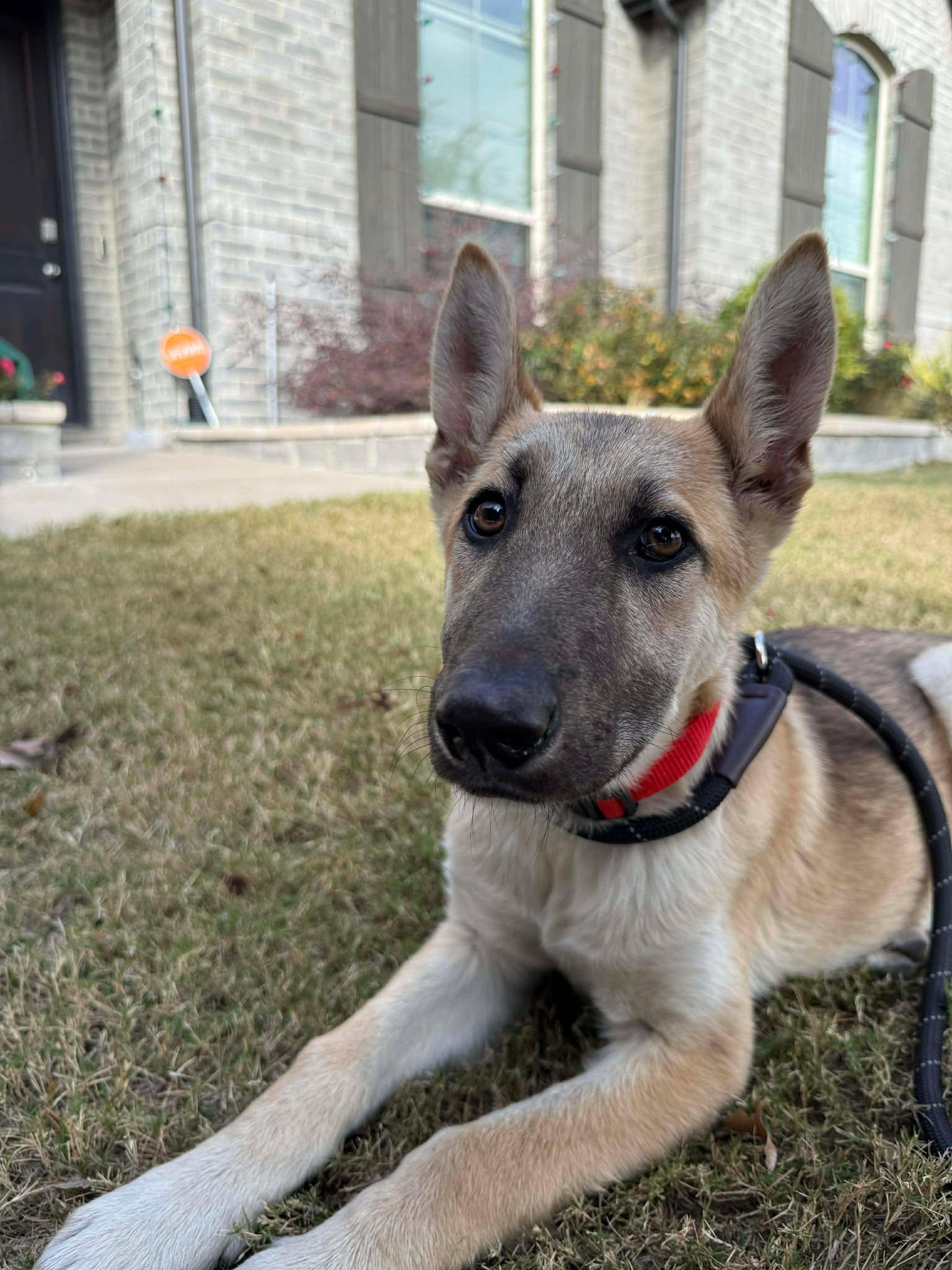 Enlarge Christmas, a ADOPTABLE German Shepherd Dog in Dallas, TX image 4/6