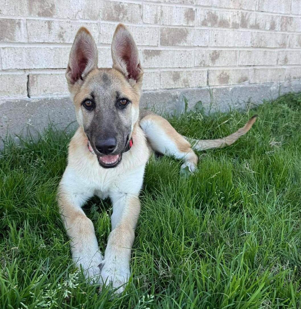 Enlarge Christmas, a ADOPTABLE German Shepherd Dog in Dallas, TX image 1/6