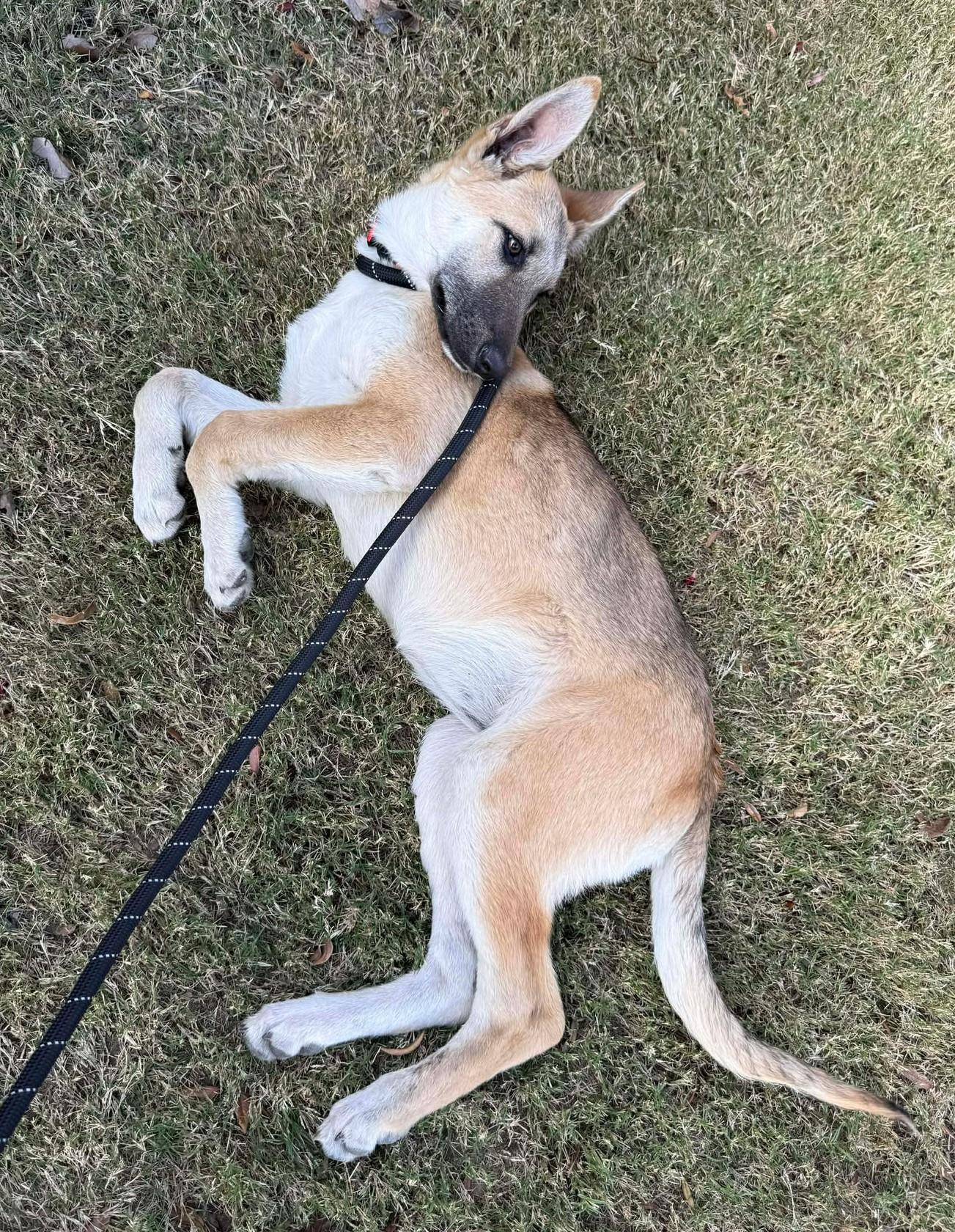 Enlarge Christmas, a ADOPTABLE German Shepherd Dog in Dallas, TX image 6/6
