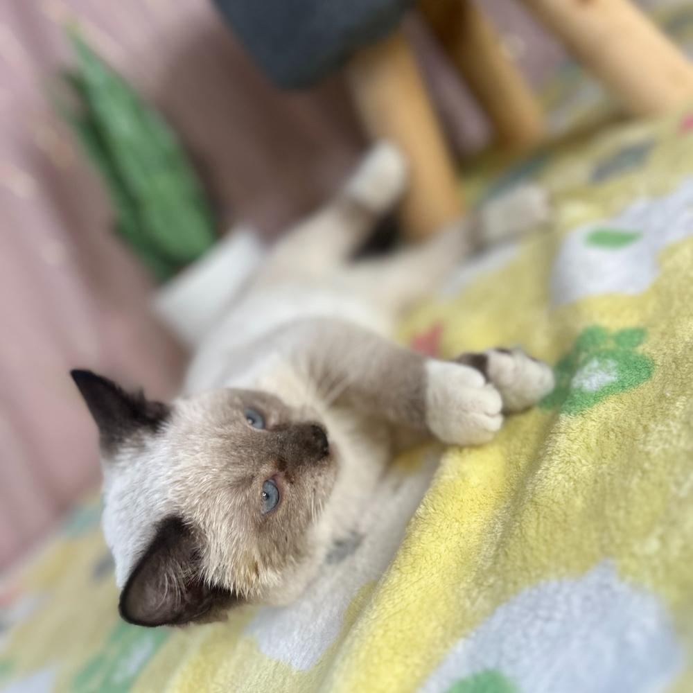 Sheegwa — thumbnail 2