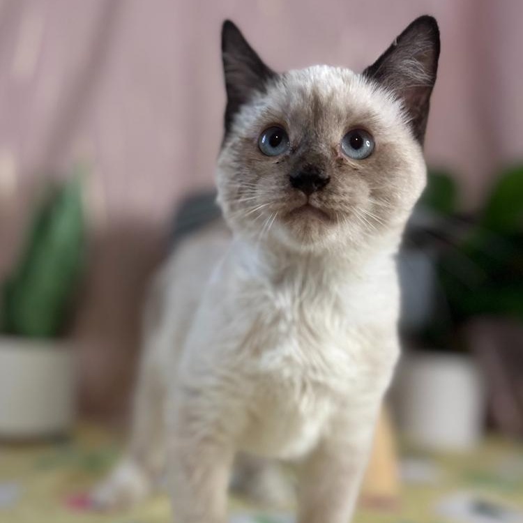 Sheegwa — thumbnail 4