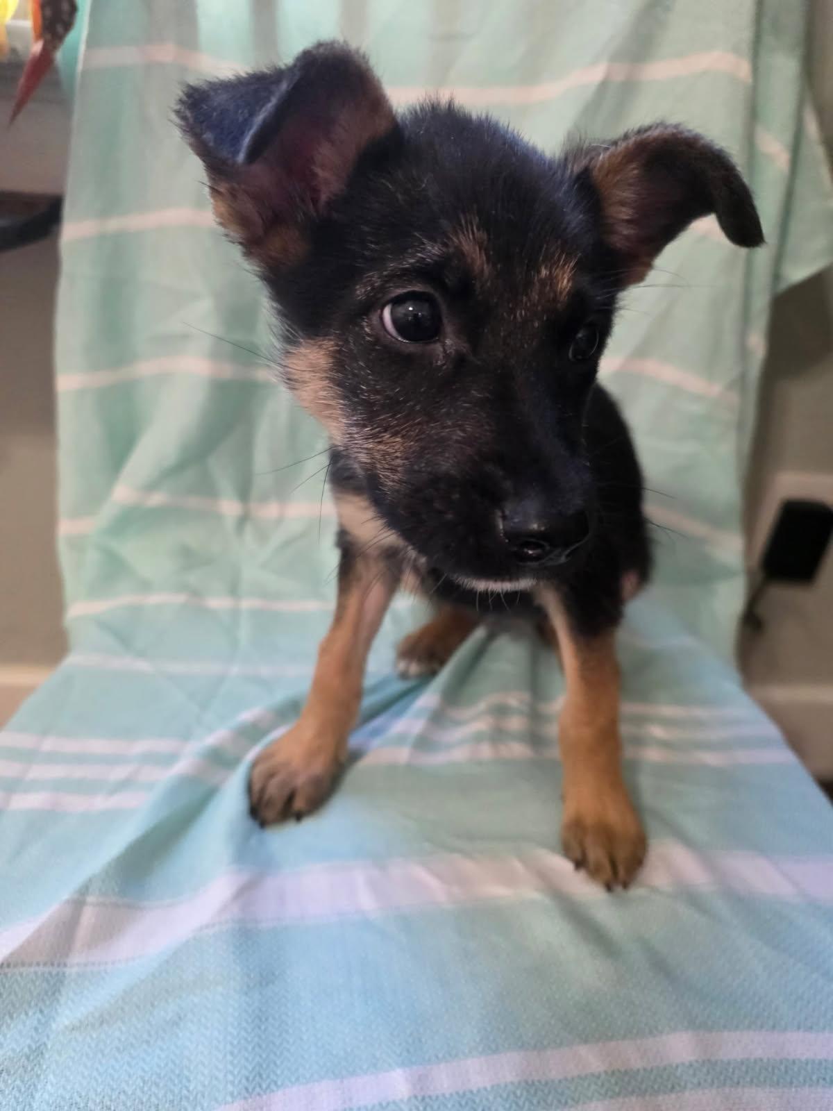 SOPHIA, ADOPTABLE, Young Female German Shepherd Dog & Corgi.