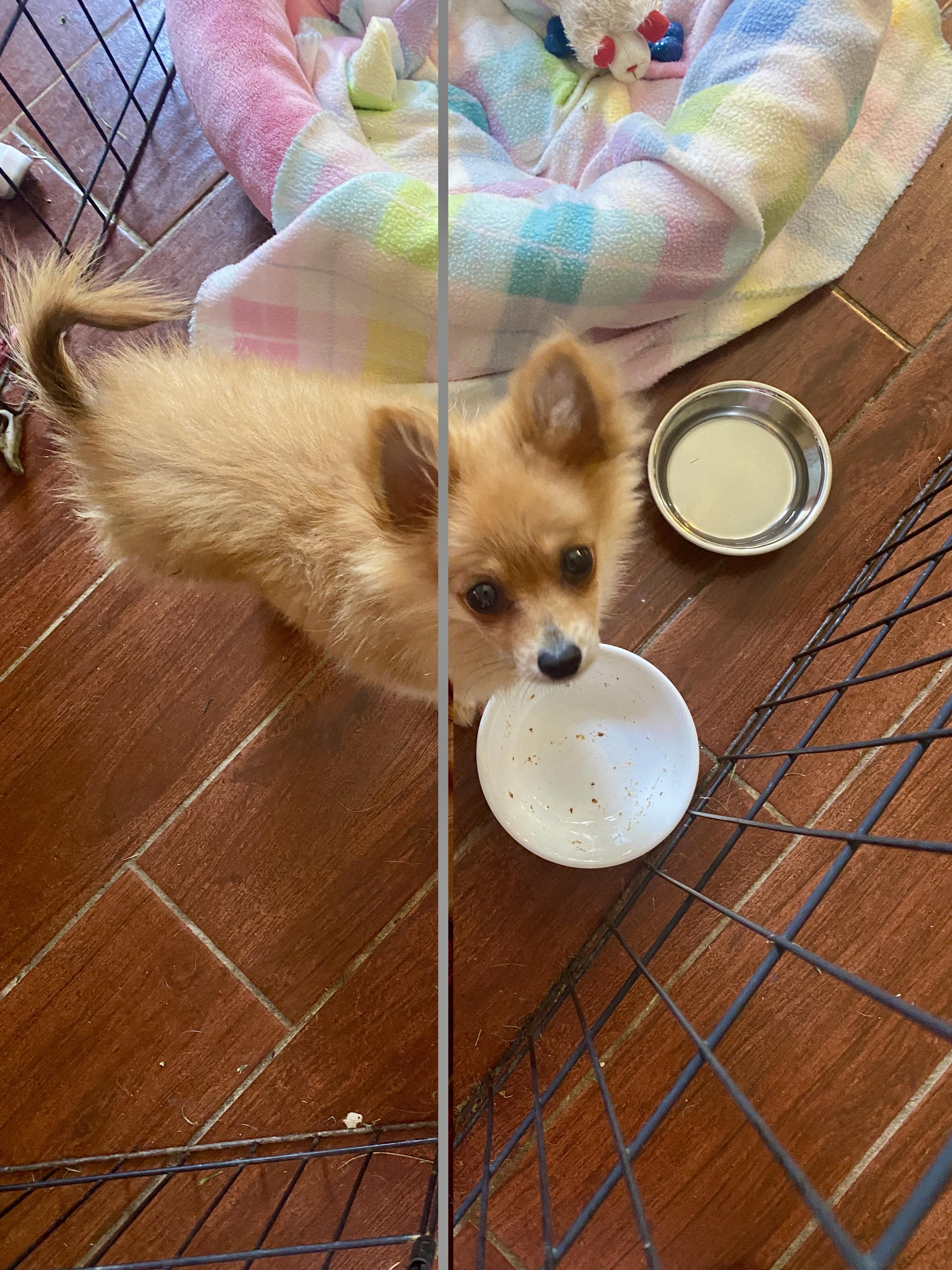 Enlarge Vixy, a Adoptable Pomeranian in Cincinnati, OH image 2/3