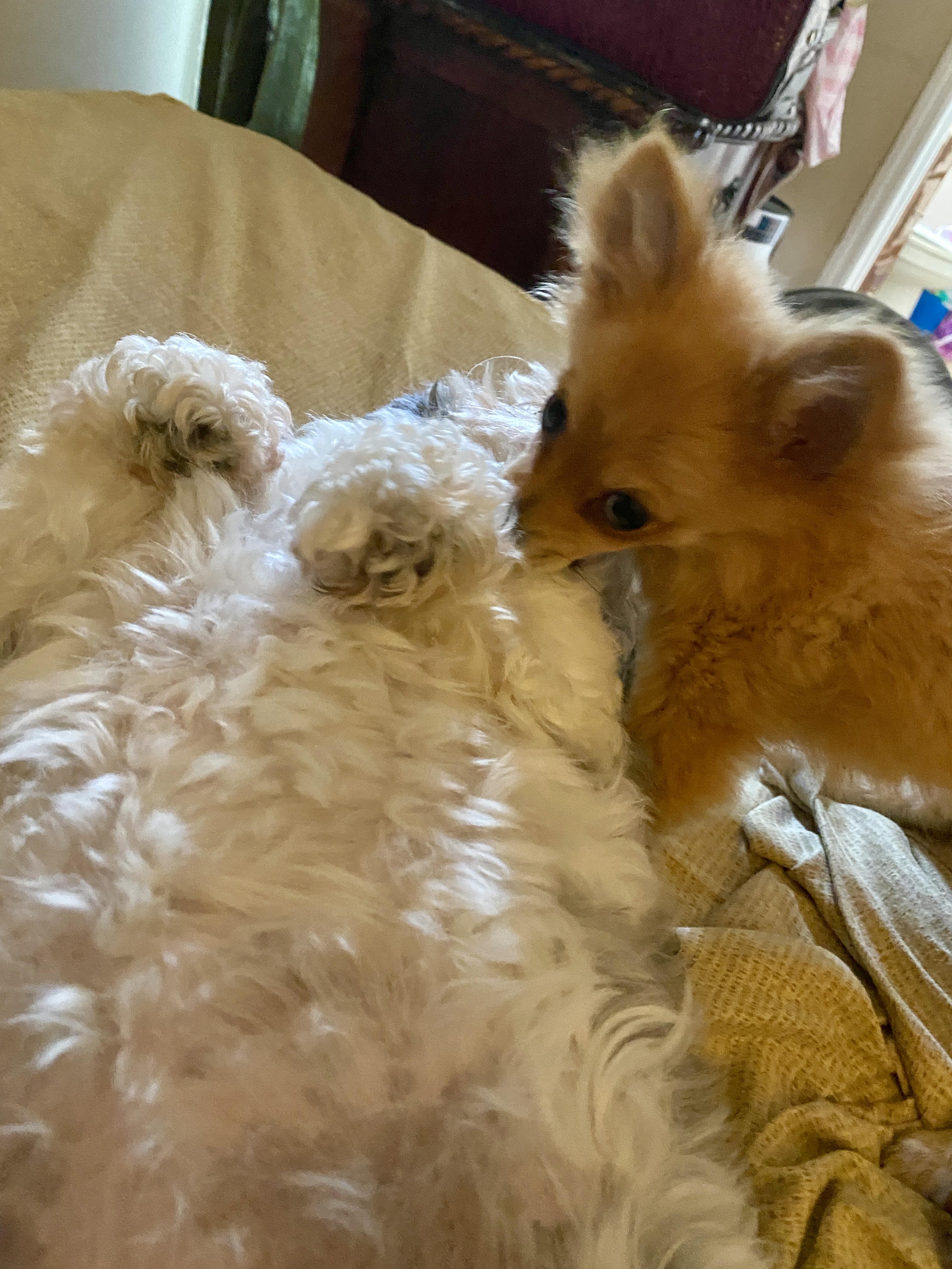 Enlarge Vixy, a Adoptable Pomeranian in Cincinnati, OH image 3/3