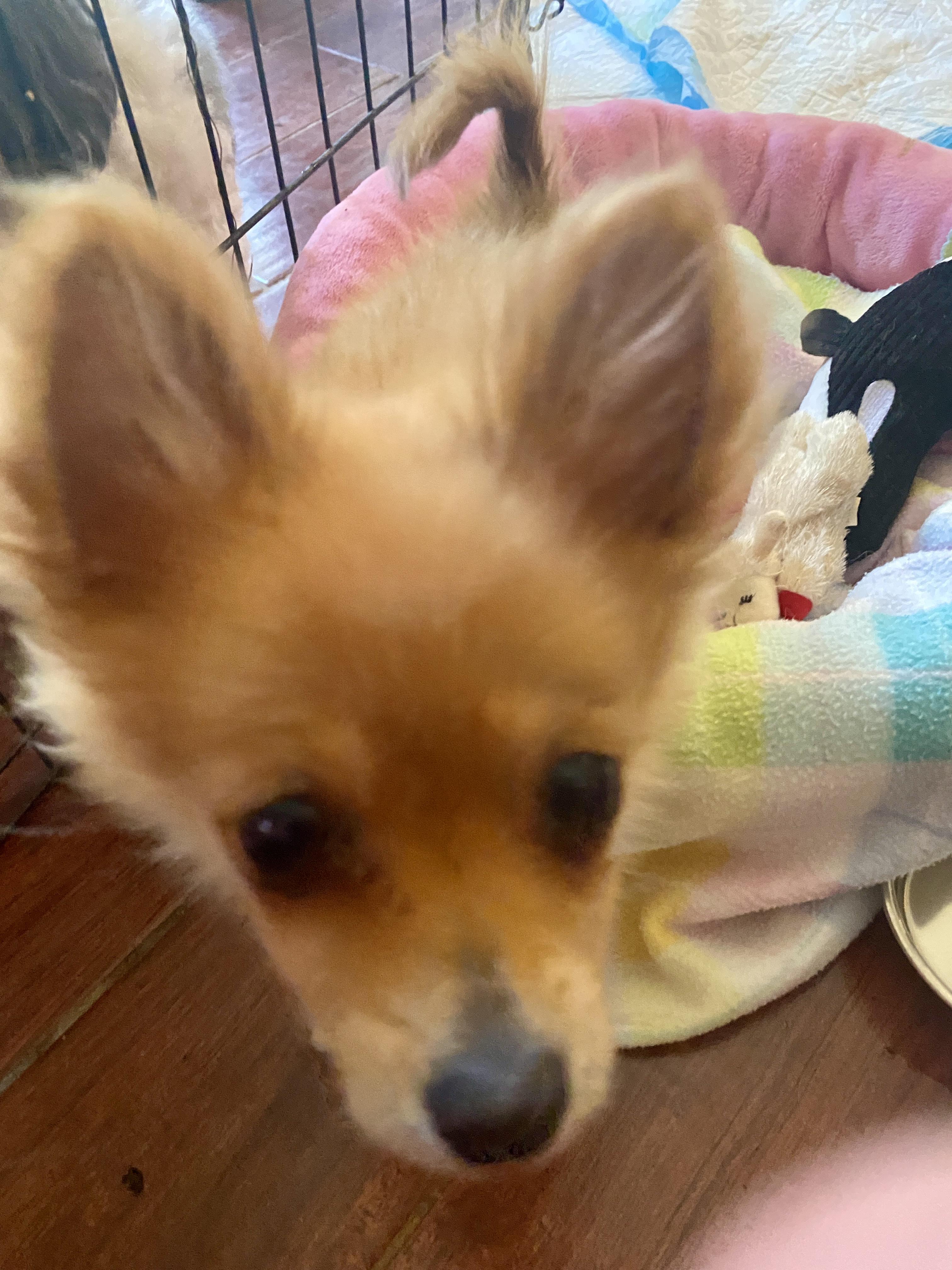 Enlarge Vixy, a Adoptable Pomeranian in Cincinnati, OH image 1/3