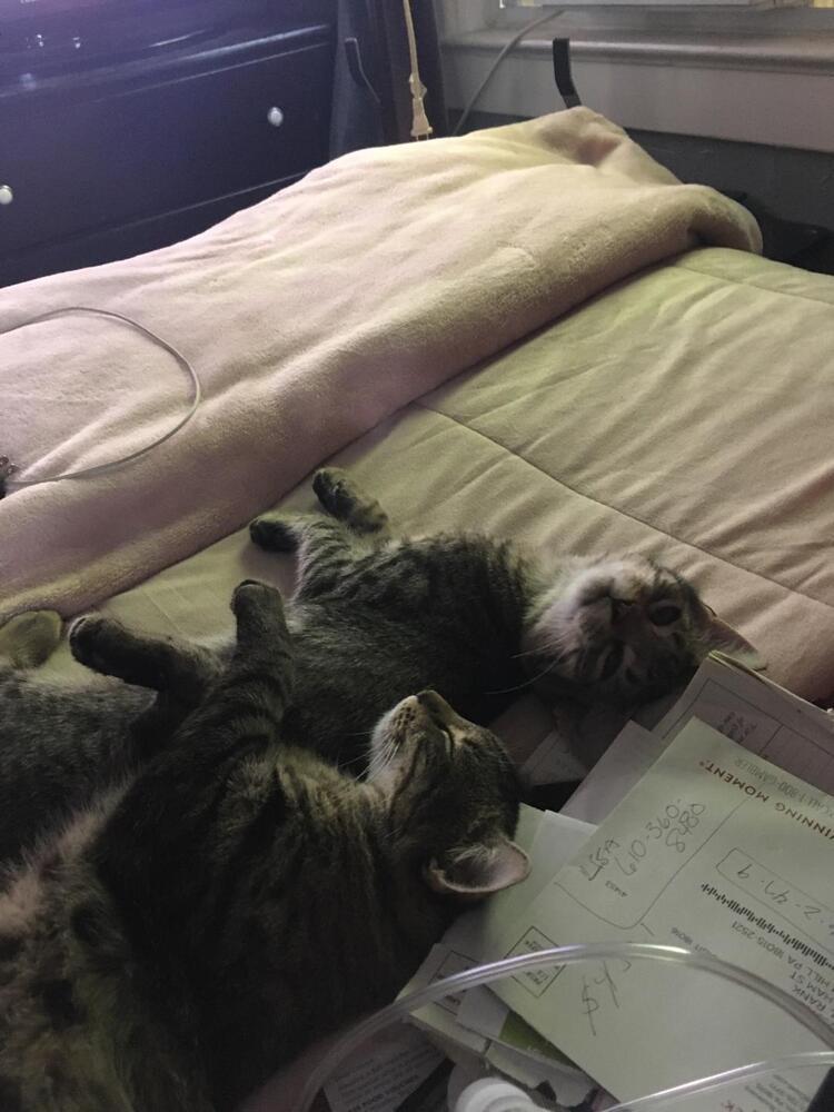 Gillian and Lovey, Adoptable, Kitten Male Domestic Short Hair.