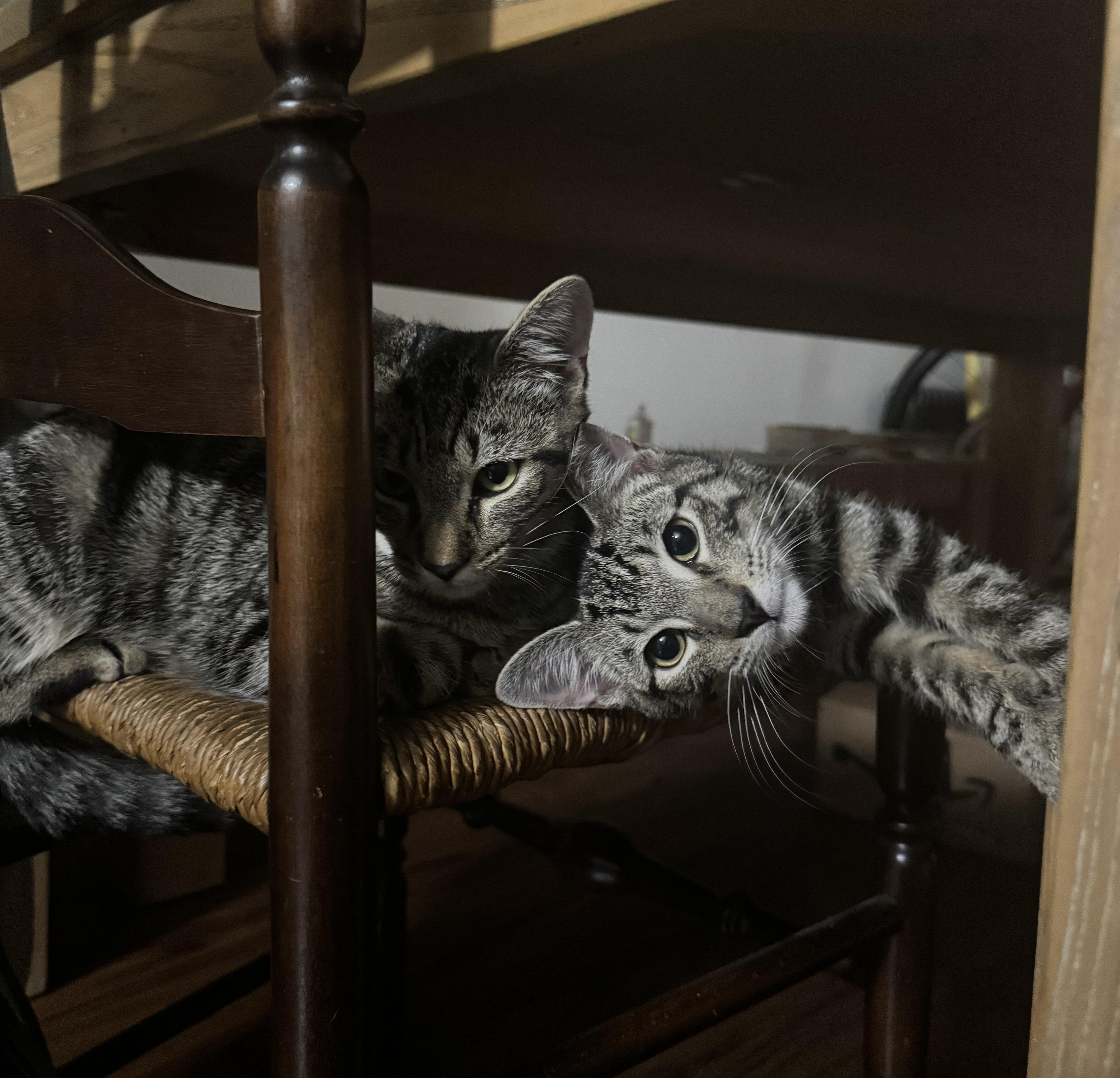 Ping & Pong, a Adoptable American Shorthair in Brooklyn, NY image 3/6