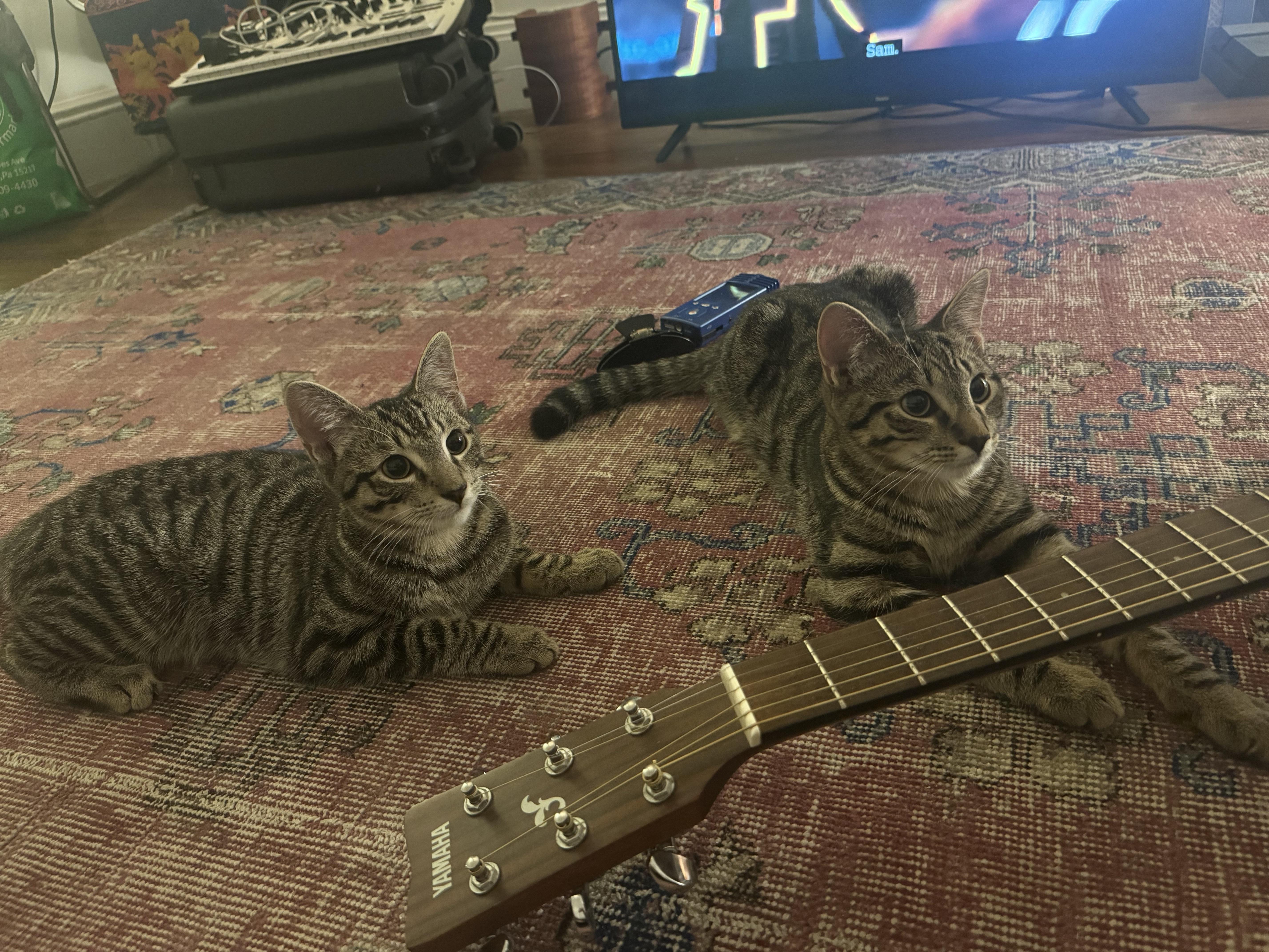 Ping & Pong, a Adoptable American Shorthair in Brooklyn, NY image 4/6