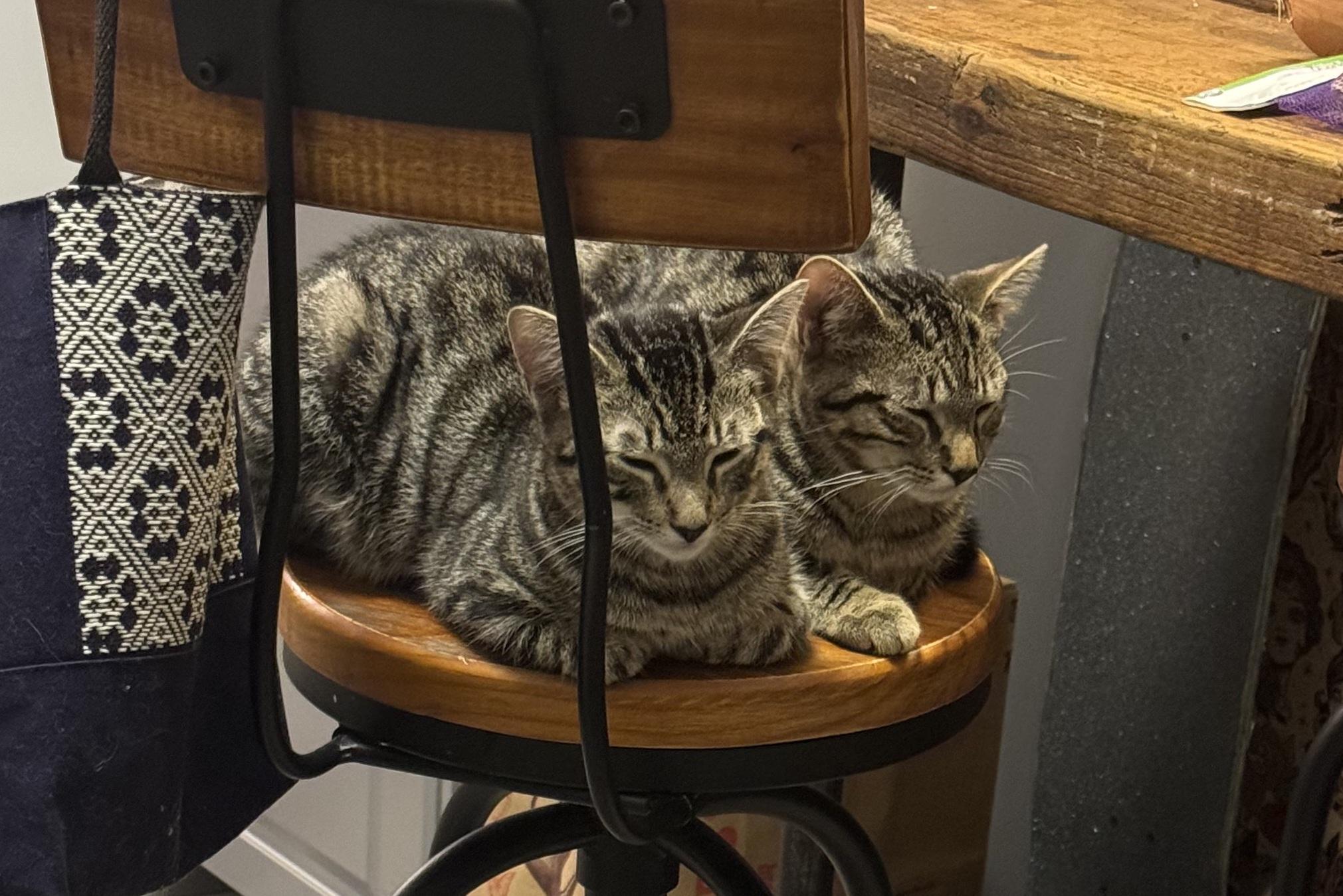 Ping & Pong, Adoptable, Young Male American Shorthair.