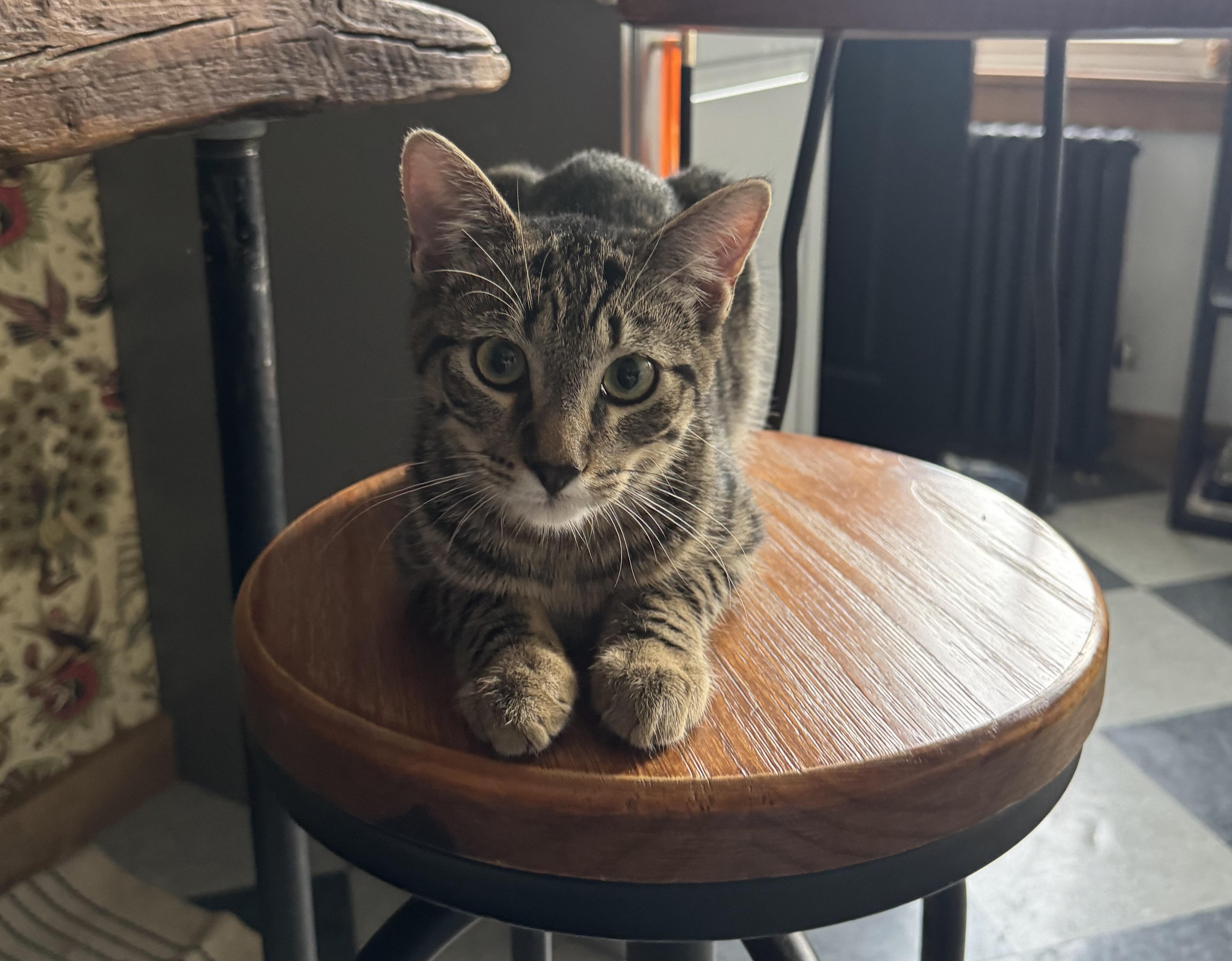 Ping & Pong, a Adoptable American Shorthair in Brooklyn, NY image 5/6