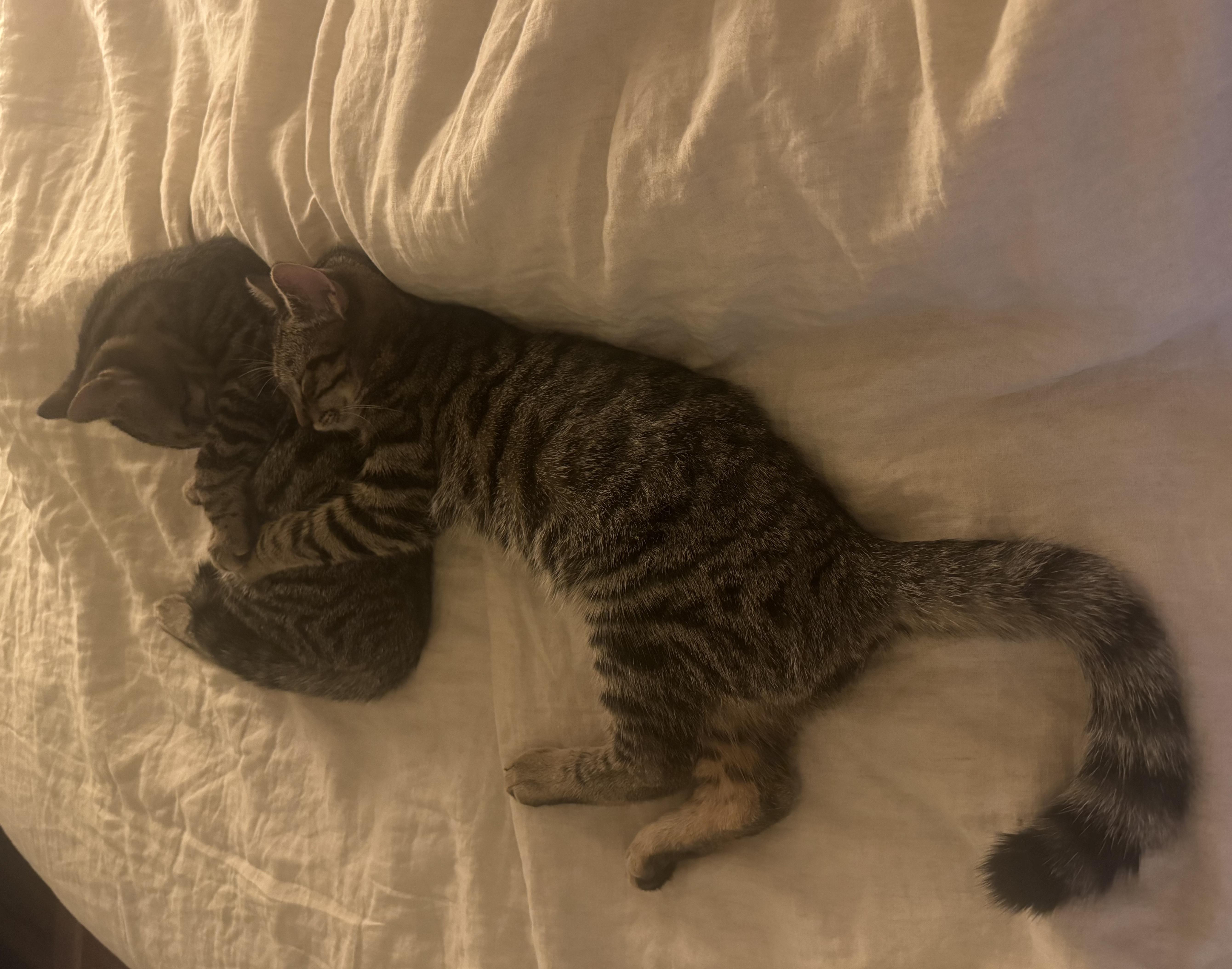 Ping & Pong, a Adoptable American Shorthair in Brooklyn, NY image 2/6