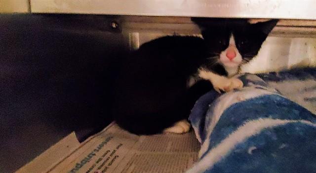 BOOP, Adoptable, Kitten Male Domestic Short Hair.