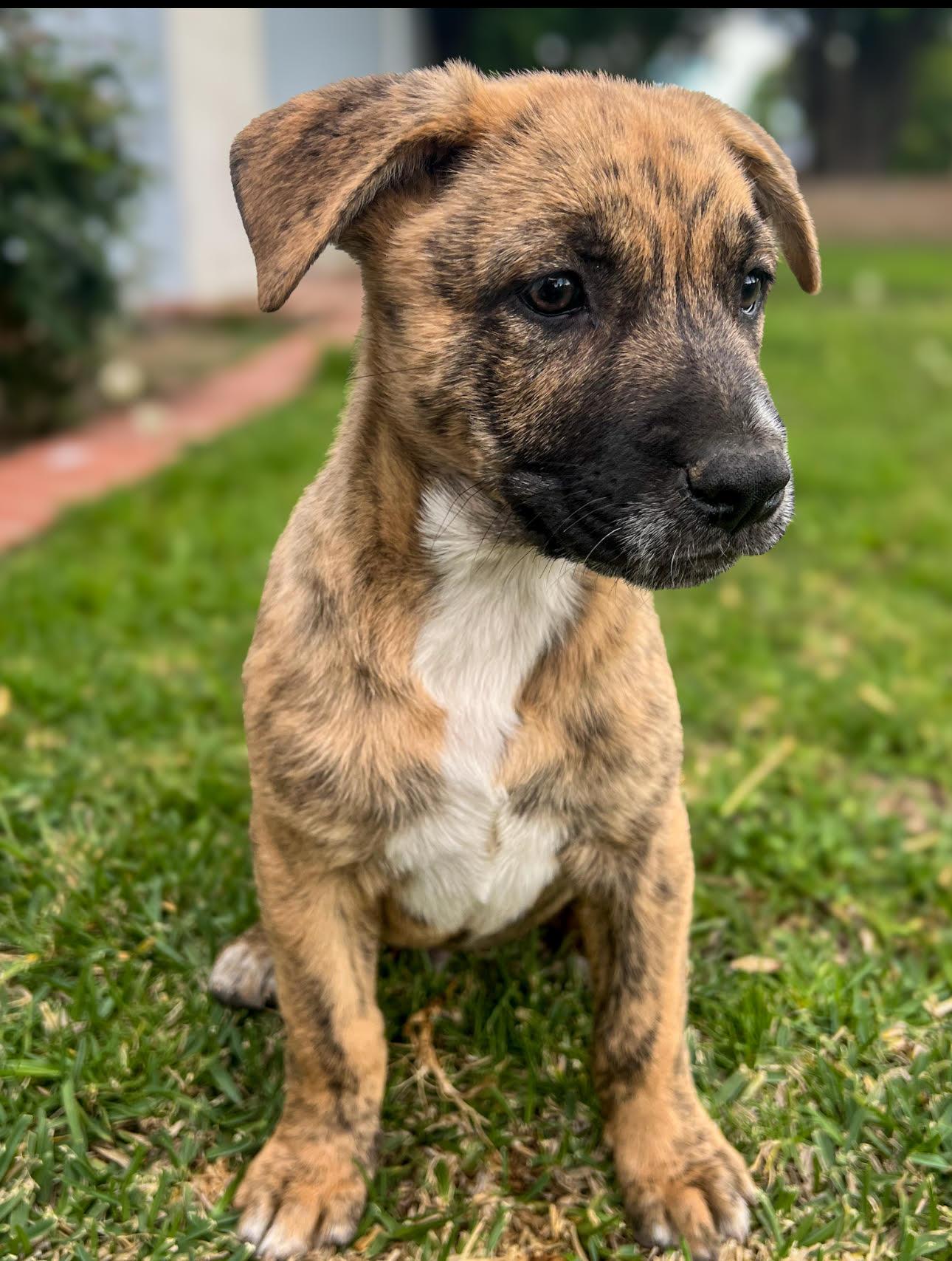 Garrick, Baby Male Tennessee Treeing Brindle