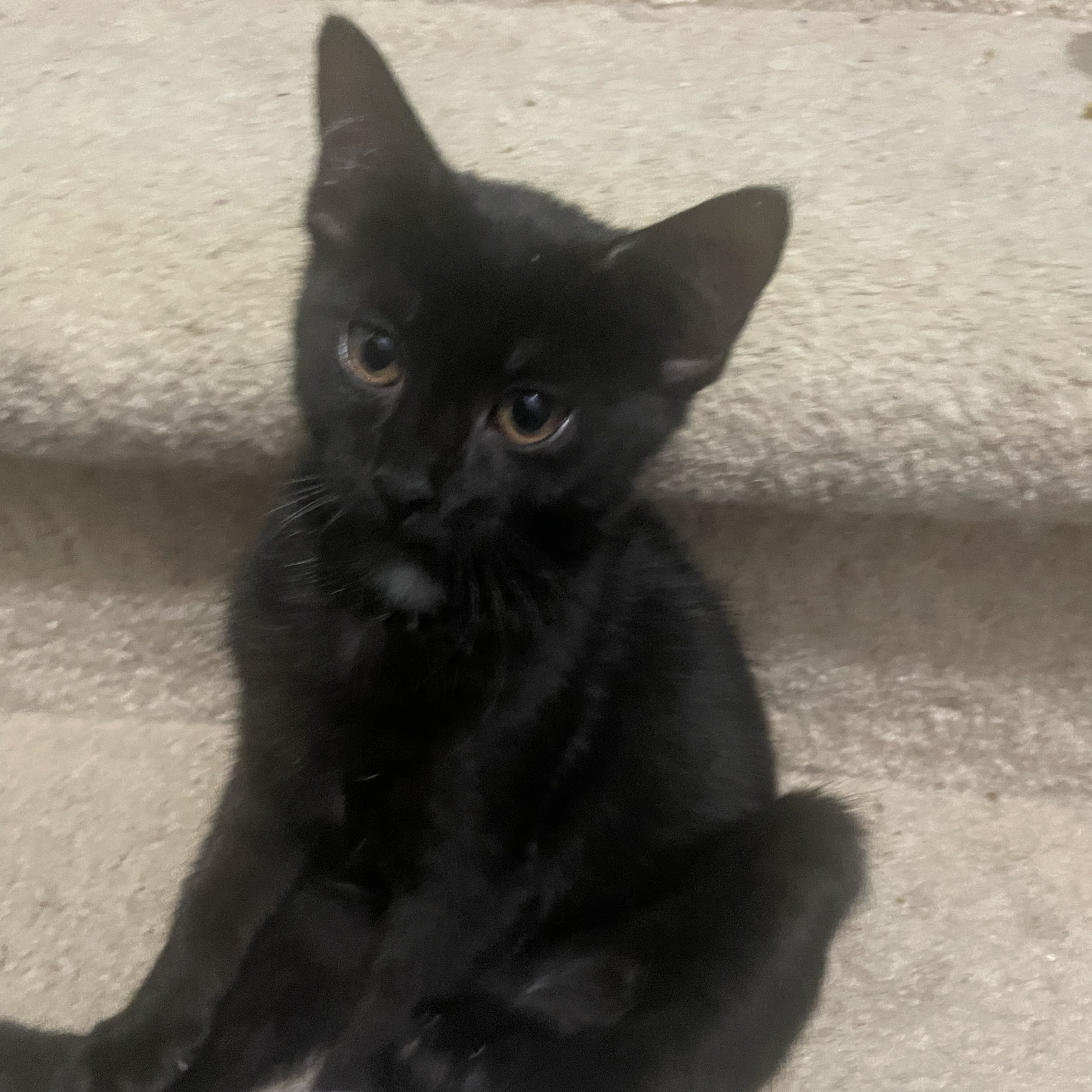 Cici, a Adoptable Domestic Short Hair in Cranford, NJ image 3/3
