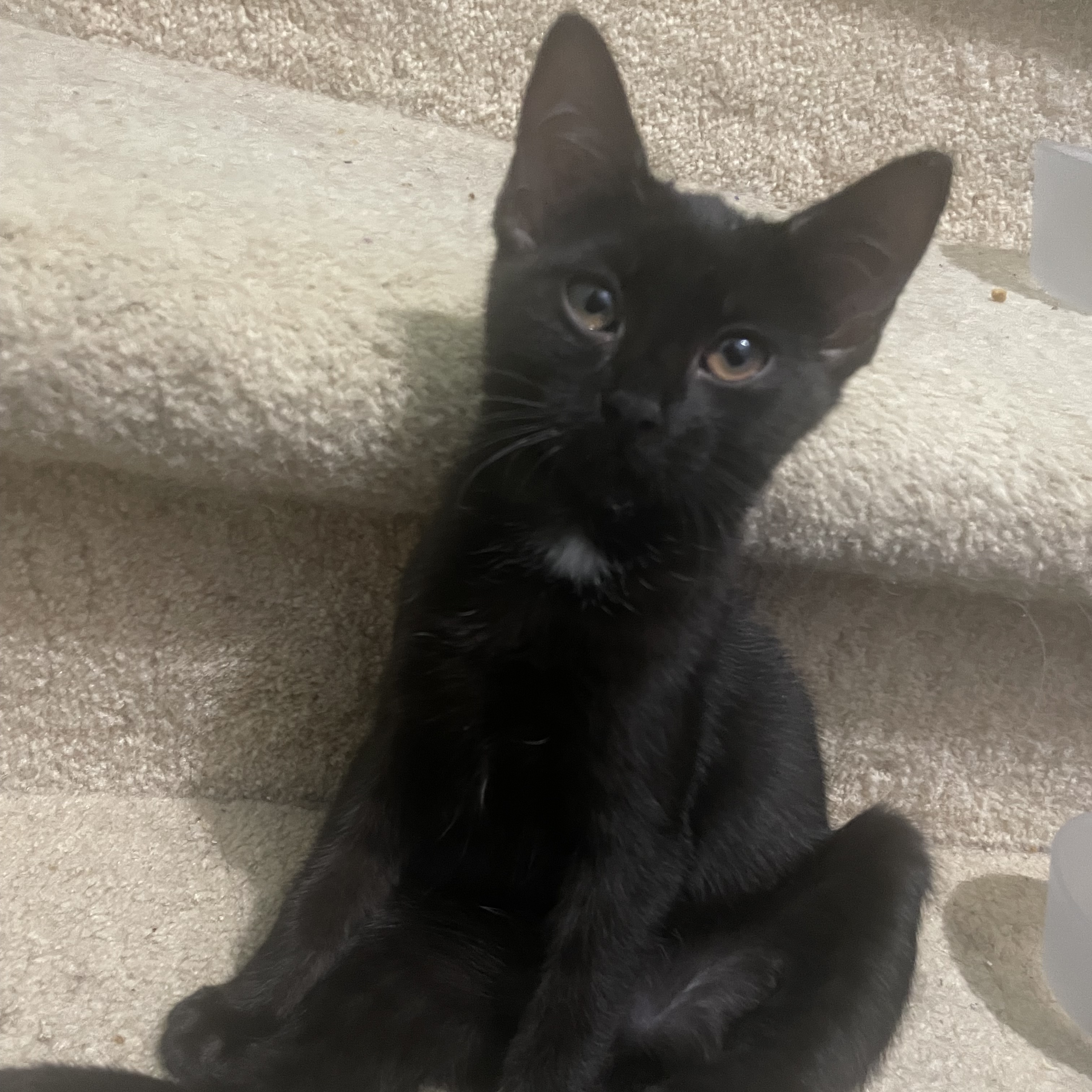 Cici, Young Female unknown