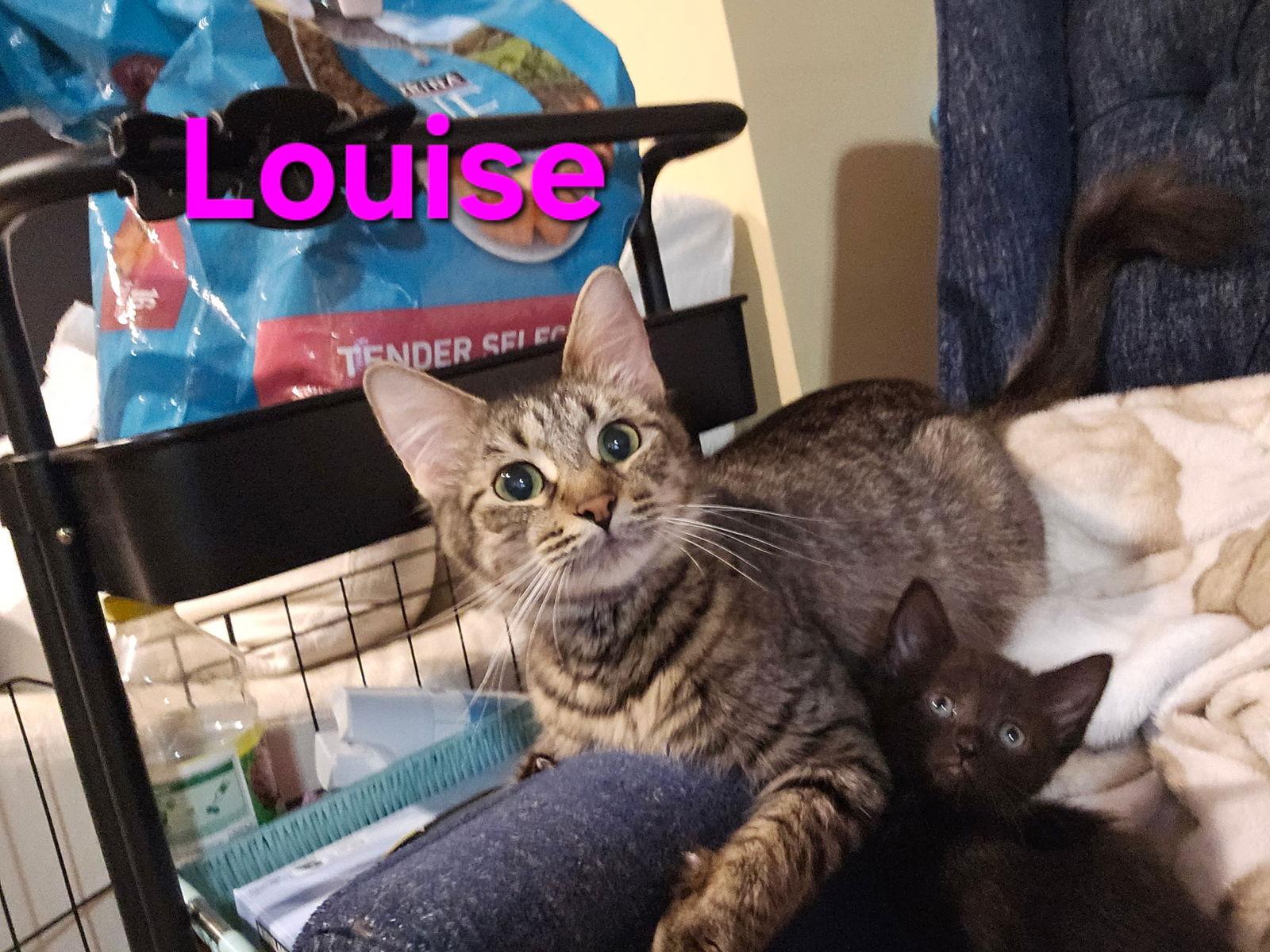 Louise ( bb), Adoptable, Young Female Domestic Short Hair.